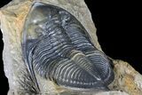 Large, Zlichovaspis Trilobite - Atchana, Morocco #131333-4
